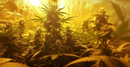 Maconha: O que é, formas de consumo, riscos e tratamento